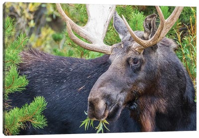 USA, Wyoming, Sublette County. Bull moose eats from a willow bush Canvas Art Print - Wyoming Art