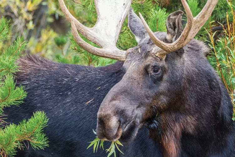 USA, Wyoming, Sublette County. Bull moose eats from a willow bush