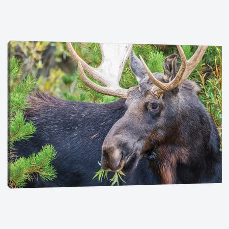 USA, Wyoming, Sublette County. Bull moose eats from a willow bush Canvas Print #EBO18} by Elizabeth Boehm Canvas Wall Art