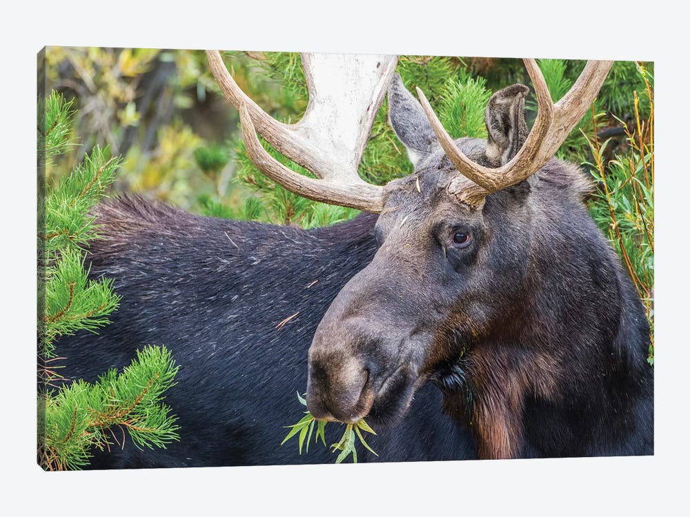 USA, Wyoming, Sublette County. Bull moose eats from a willow bush by Elizabeth Boehm 1-piece Canvas Art Print