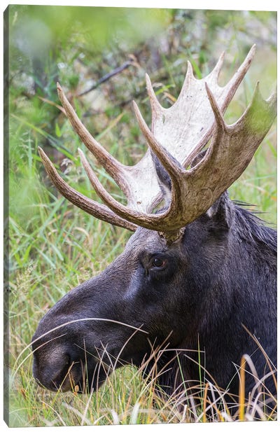 USA, Wyoming, Sublette County. Bull moose lying down in a grassy area displaying his large antlers. Canvas Art Print - Moose Art