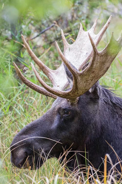 USA, Wyoming, Sublette County. Bull moose lying down in a grassy area displaying his large antlers.