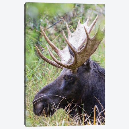 USA, Wyoming, Sublette County. Bull moose lying down in a grassy area displaying his large antlers. Canvas Print #EBO19} by Elizabeth Boehm Canvas Artwork