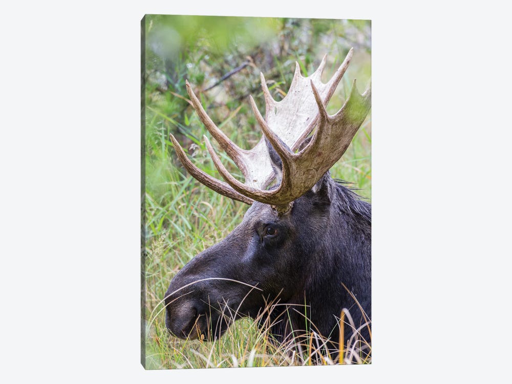 USA, Wyoming, Sublette County. Bull moose lying down in a grassy area displaying his large antlers. by Elizabeth Boehm 1-piece Canvas Wall Art