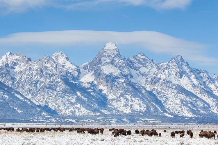 USA, Wyoming, Grand Teton National Park, Bison herd grazing in winter