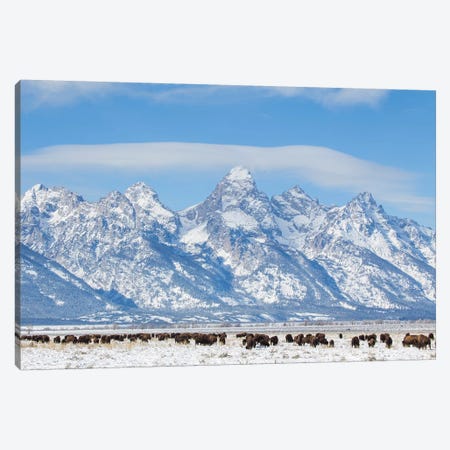 USA, Wyoming, Grand Teton National Park, Bison herd grazing in winter Canvas Print #EBO1} by Elizabeth Boehm Canvas Art