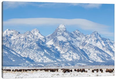 USA, Wyoming, Grand Teton National Park, Bison herd grazing in winter Canvas Art Print - Wyoming Art