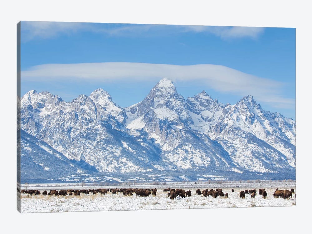 USA, Wyoming, Grand Teton National Park, Bison herd grazing in winter by Elizabeth Boehm 1-piece Canvas Wall Art