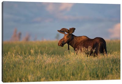 USA, Wyoming, Sublette County. Bull moose stands in tall grasses at evening light. Canvas Art Print - Wyoming Art