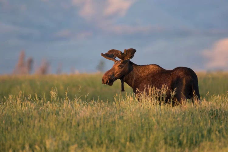 USA, Wyoming, Sublette County. Bull moose stands in tall grasses at evening light.