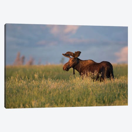 USA, Wyoming, Sublette County. Bull moose stands in tall grasses at evening light. Canvas Print #EBO20} by Elizabeth Boehm Art Print