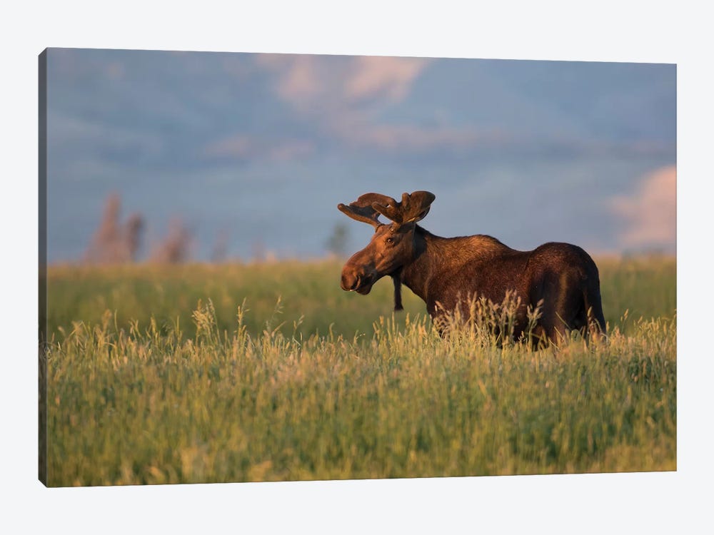 USA, Wyoming, Sublette County. Bull moose stands in tall grasses at evening light. by Elizabeth Boehm 1-piece Canvas Art