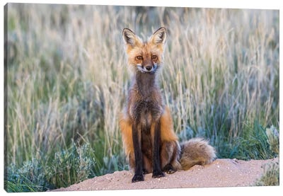 USA, Wyoming, Sublette County. Female red fox sitting at her den site. Canvas Art Print - Wyoming Art