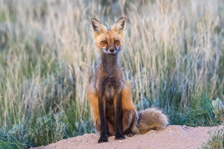 USA, Wyoming, Sublette County. Female red fox sitting at her den site.