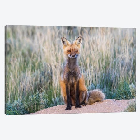 USA, Wyoming, Sublette County. Female red fox sitting at her den site. Canvas Print #EBO21} by Elizabeth Boehm Art Print