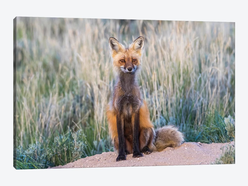 USA, Wyoming, Sublette County. Female red fox sitting at her den site. by Elizabeth Boehm 1-piece Art Print