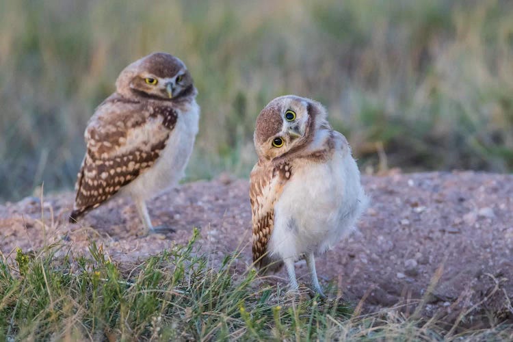 USA, Wyoming, Sublette County. Two young Burrowing owls stand at the edge of their natal burrow