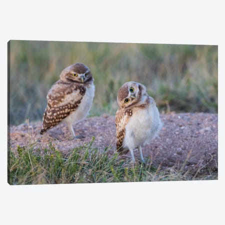 USA, Wyoming, Sublette County. Two young Burrowing owls stand at the edge of their natal burrow Canvas Print #EBO23} by Elizabeth Boehm Canvas Art Print