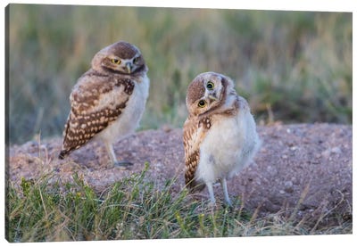 USA, Wyoming, Sublette County. Two young Burrowing owls stand at the edge of their natal burrow Canvas Art Print