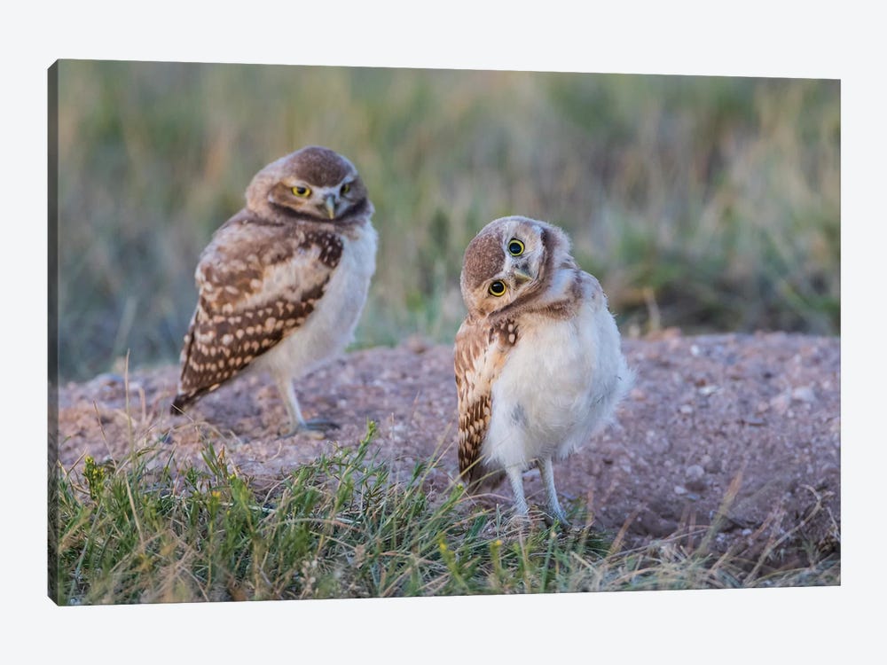 USA, Wyoming, Sublette County. Two young Burrowing owls stand at the edge of their natal burrow by Elizabeth Boehm 1-piece Canvas Art Print