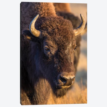 USA, Wyoming, Yellowstone National Park, a cow bison. Canvas Print #EBO24} by Elizabeth Boehm Canvas Artwork