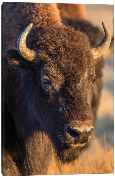 USA, Wyoming, Yellowstone National Park, a cow bison. Canvas Art Print - Bison & Buffalo Art
