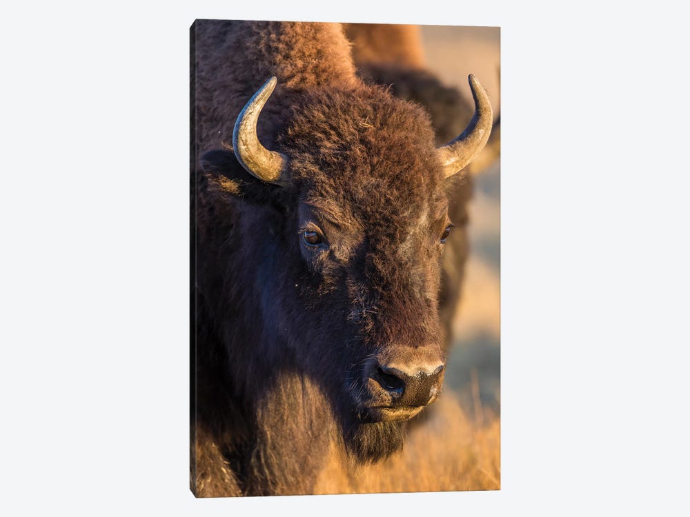 USA, Wyoming, Yellowstone National Park, a cow bison. by Elizabeth Boehm 1-piece Canvas Wall Art