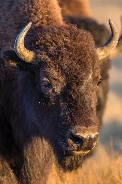Elizabeth Boehm: USA, Wyoming, Yellowstone National Park, a cow bison. by Elizabeth Boehm