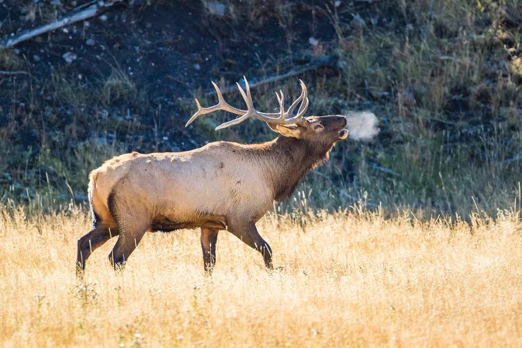 USA, Wyoming, Yellowstone National Park, Bull elk bugles in the crisp autumn air.