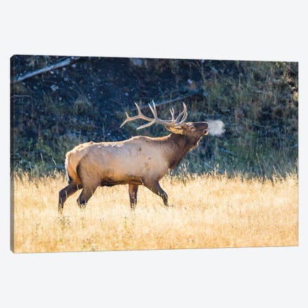 USA, Wyoming, Yellowstone National Park, Bull elk bugles in the crisp autumn air. Canvas Print #EBO25} by Elizabeth Boehm Canvas Art