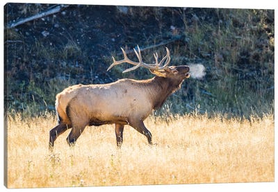 USA, Wyoming, Yellowstone National Park, Bull elk bugles in the crisp autumn air. Canvas Art Print