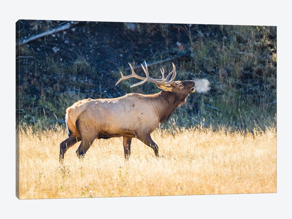 USA, Wyoming, Yellowstone National Park, Bull elk bugles in the crisp autumn air. by Elizabeth Boehm 1-piece Canvas Art Print