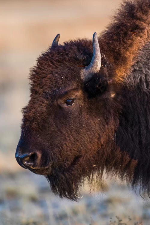 USA, Wyoming. Yellowstone National Park, bison cow at Fountain Flats in autumn