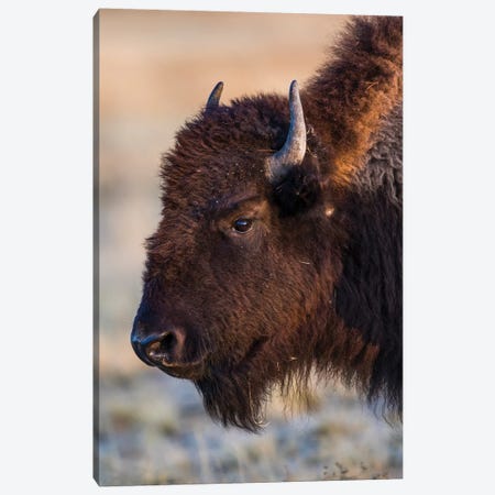 USA, Wyoming. Yellowstone National Park, bison cow at Fountain Flats in autumn Canvas Print #EBO26} by Elizabeth Boehm Canvas Art