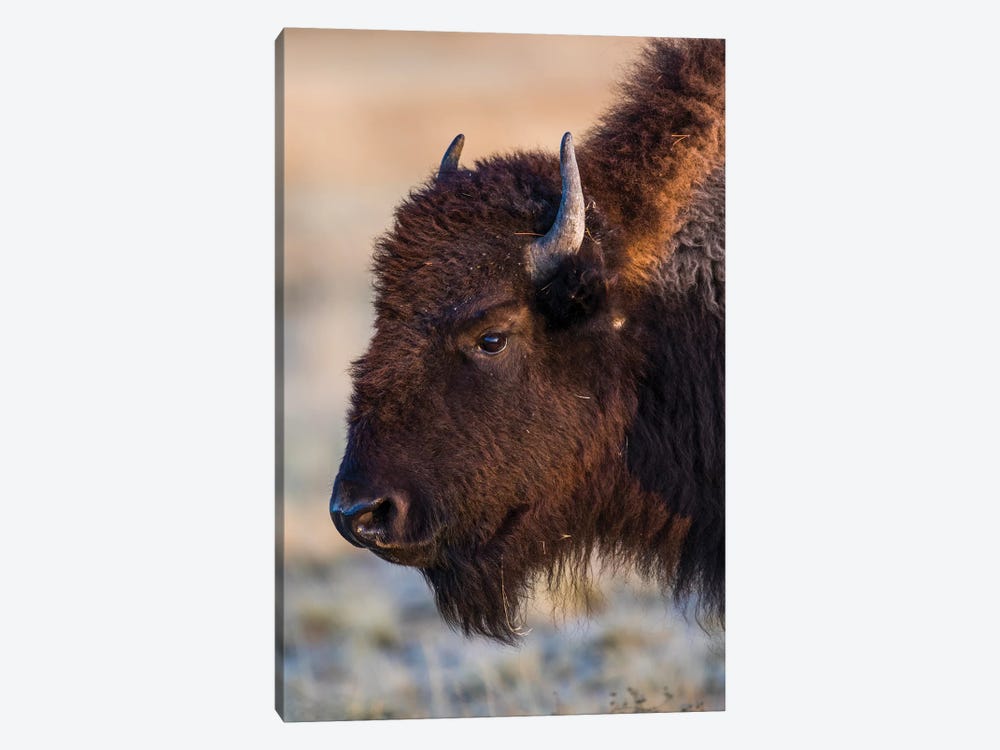 USA, Wyoming. Yellowstone National Park, bison cow at Fountain Flats in autumn by Elizabeth Boehm 1-piece Canvas Art