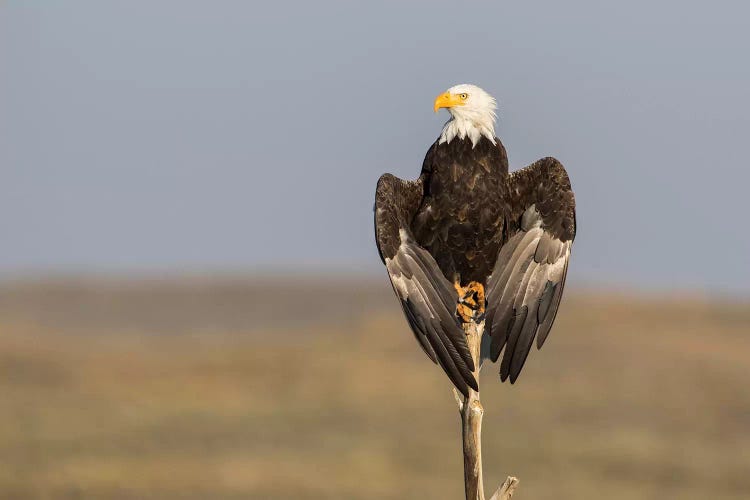 Wyoming, Sublette County. Adult Bald Eagle perching on a snag at Soda Lake