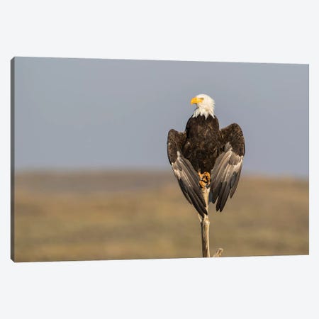 Wyoming, Sublette County. Adult Bald Eagle perching on a snag at Soda Lake Canvas Print #EBO27} by Elizabeth Boehm Canvas Artwork