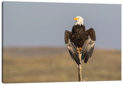 Wyoming, Sublette County. Adult Bald Eagle perching on a snag at Soda Lake Canvas Art Print