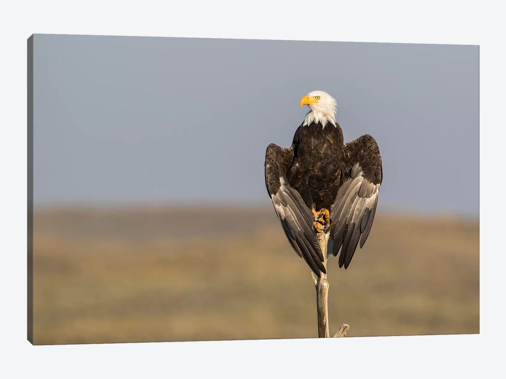 Wyoming, Sublette County. Adult Bald Eagle perching on a snag at Soda Lake by Elizabeth Boehm 1-piece Canvas Print