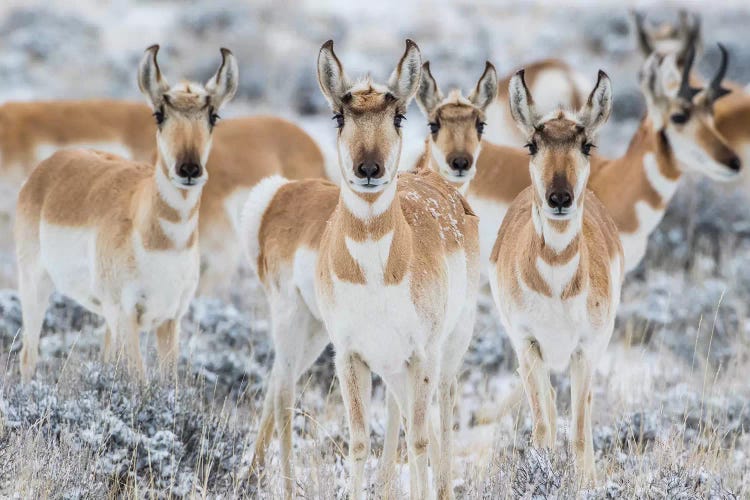 Wyoming, Sublette County. Curious group of pronghorn standing in sagebrush during the wintertime