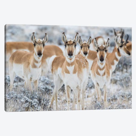 Wyoming, Sublette County. Curious group of pronghorn standing in sagebrush during the wintertime Canvas Print #EBO28} by Elizabeth Boehm Canvas Art Print