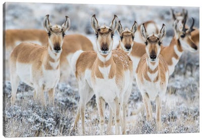 Wyoming, Sublette County. Curious group of pronghorn standing in sagebrush during the wintertime Canvas Art Print - Wyoming Art