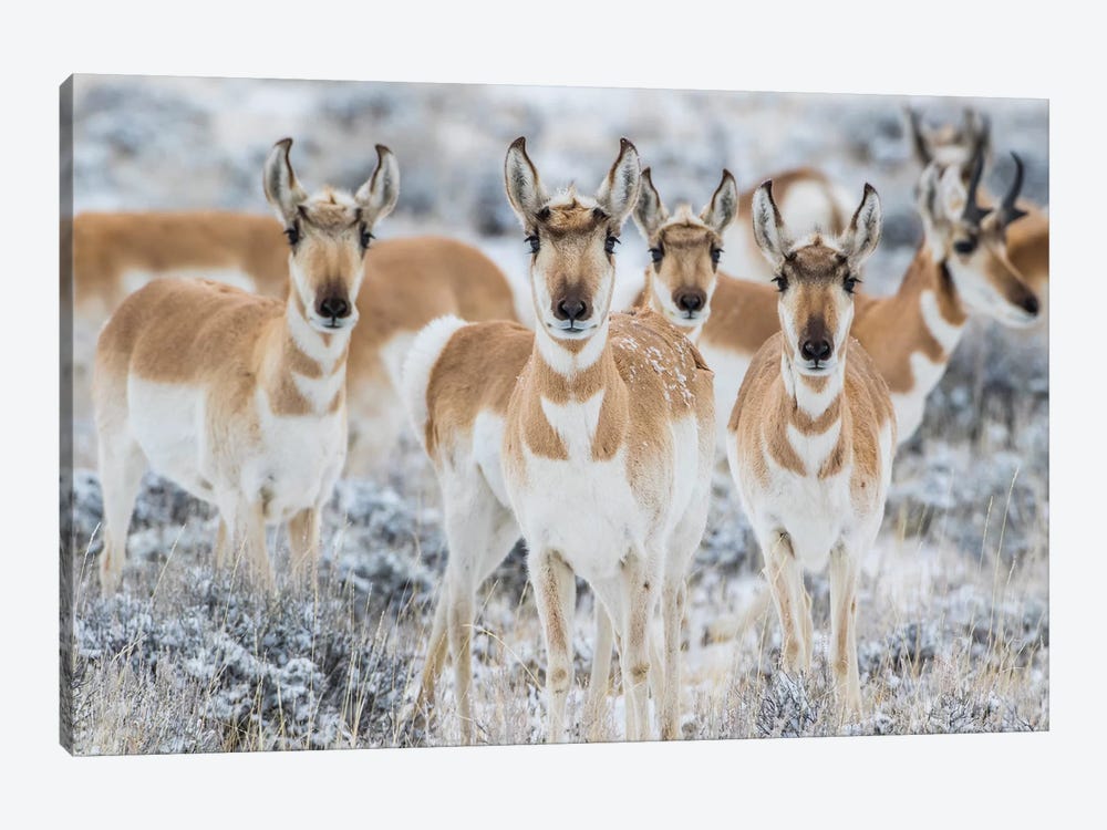 Wyoming, Sublette County. Curious group of pronghorn standing in sagebrush during the wintertime by Elizabeth Boehm 1-piece Canvas Artwork