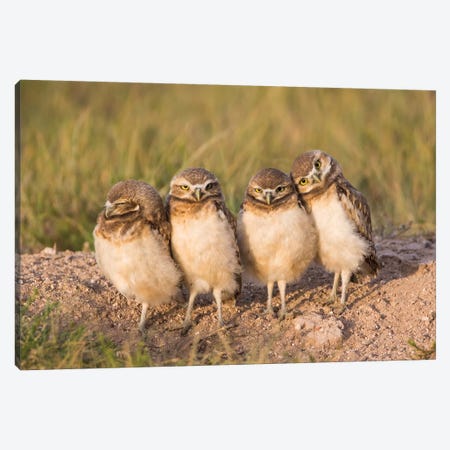Wyoming, Sublette County. Four Burrowing Owl chicks stand at the edge of their burrow evening light Canvas Print #EBO29} by Elizabeth Boehm Canvas Art Print