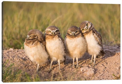 Wyoming, Sublette County. Four Burrowing Owl chicks stand at the edge of their burrow evening light Canvas Art Print
