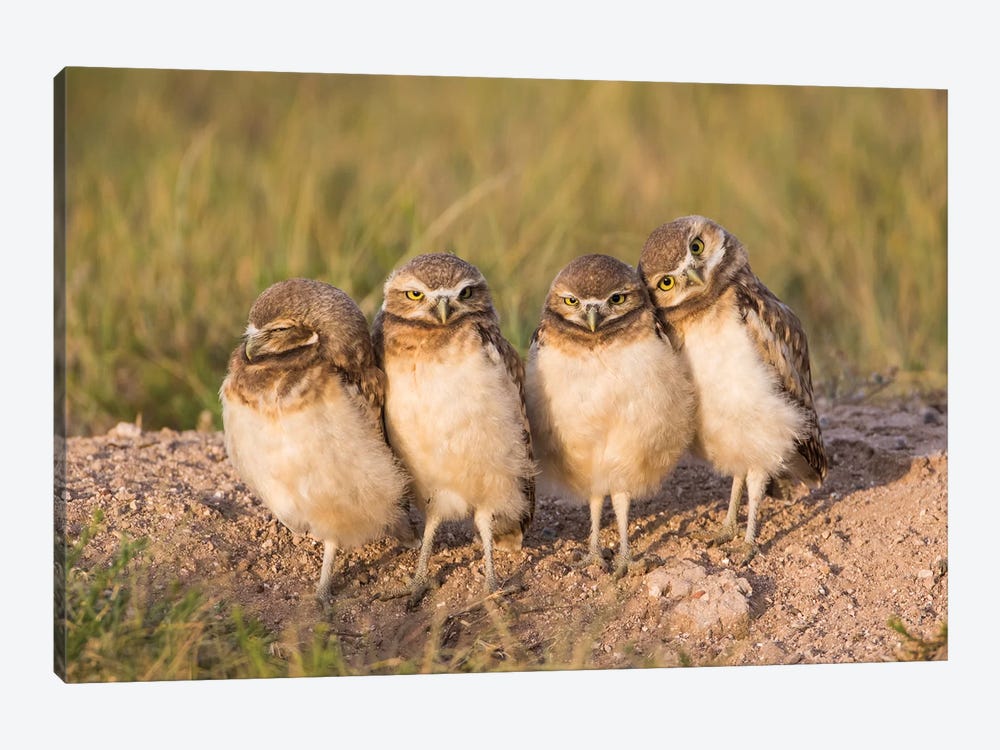 Wyoming, Sublette County. Four Burrowing Owl chicks stand at the edge of their burrow evening light by Elizabeth Boehm 1-piece Canvas Print