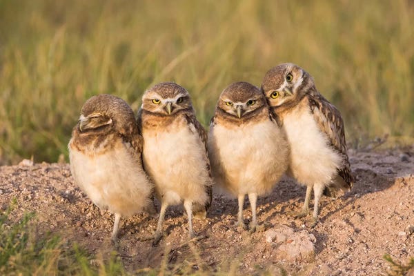 Elizabeth Boehm: Wyoming, Sublette County. Four Burrowing Owl chicks stand at the edge of their burrow evening light by Elizabeth Boehm