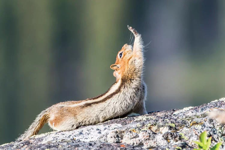 Wyoming, Sublette County. Golden-mantled Ground Squirrel stretching as if reaching for a high-five.