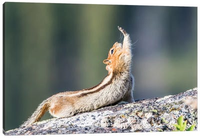 Wyoming, Sublette County. Golden-mantled Ground Squirrel stretching as if reaching for a high-five. Canvas Art Print
