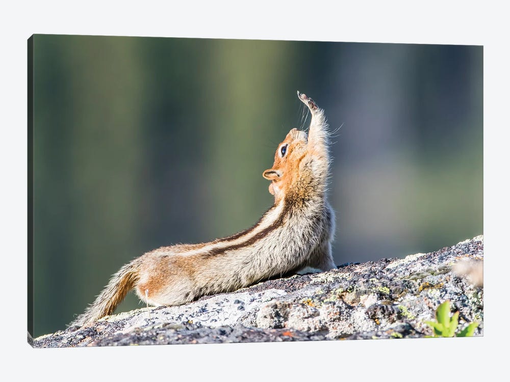 Wyoming, Sublette County. Golden-mantled Ground Squirrel stretching as if reaching for a high-five. by Elizabeth Boehm 1-piece Art Print